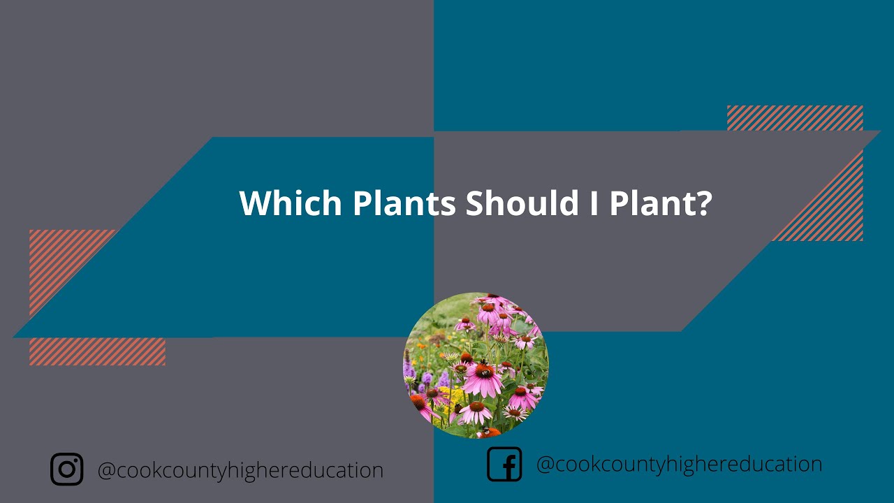 Which plants should I plant?