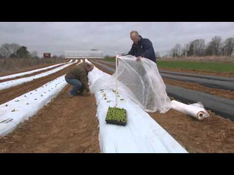 From the Ground Up - Chinese Cabbage