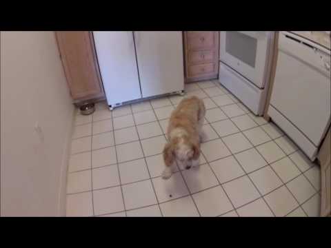 Lerner and Pooch - Small Breed Training video.