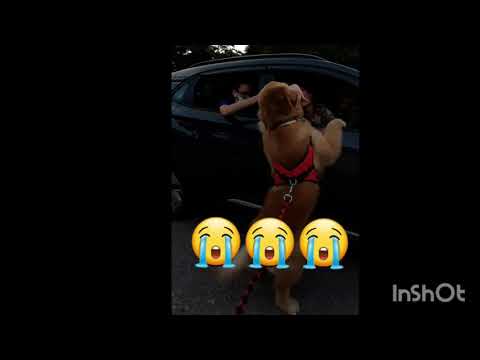HEARTBREAKING MOMENTS OF A DOG..