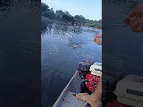 Tucunaré #pescaria #riomadeira #novaolindadonorte #aldeia