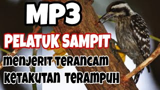Download lagu Mp3 Pikat Burung Pelatuk Sampit Kejepit mp3 Download lagu Mp3 Pikat Burung Pelatuk Sampit Kejepit mp3
