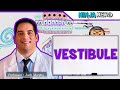 Special Senses Vestibule Maculae Utricle And Saccule