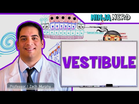 Special Senses Eye Anatomy with Extraocular Muscles Model