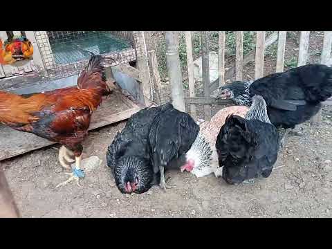 THIS BP3 CHICKEN IS REALLY CUTE, AT 5 MONTHS OLD IT'S ALREADY A CHICKEN