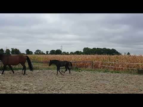 Oldenburger Hengstfohlen Vivaldon x Fürst Grandios x Rubin Royal Schritt