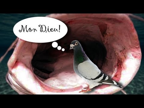 French Catfish Dine on Unsuspecting Pigeons