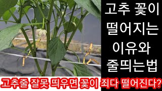 고추줄 띄우기 작업 잘못 하면 고추 꽃 죄다 떨어져요 고추꽃이 떨어지는 이유들~고추키우기,고추재배방법 귀농귀…