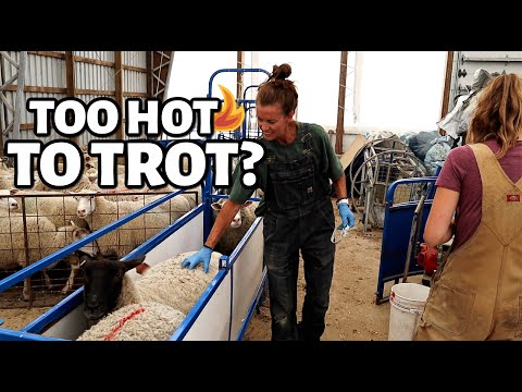 Will SHEEP breed in the SUMMER??  (Using CIDRS for OUT of SEASON breeding) Vlog 322