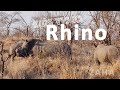 Zaha Meets A White Rhino A Gentle Giant Worth Protecting Zaha S Discovery Wild