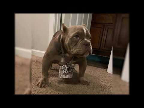 [FREE] Stunna 4 Vegas x Lil 2z Type Beat - "IN MY PRIME" | (prod. @Milanmadeit)