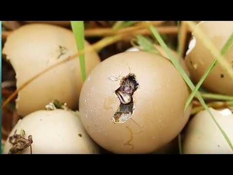 Éclosion d'un oeuf de faisan en direct - ZAPPING SAUVAGE