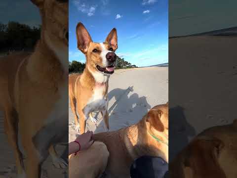 #atardecer #playa #fomento #colonia #cani #dogs #cachorrosdivertidos #pazinterior #uruguay