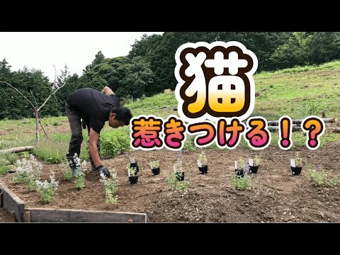 園芸 ネコ科植物、ネペタ総状花序