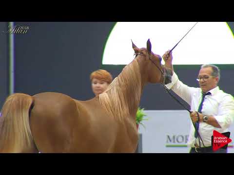N.43 PACQUIAO DEL FALCO - Milan 2018 - Yearling Colts (Class 4B)