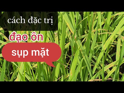 Cách đặc trị bệnh đạo ôn sụp mặt và hồi phục lúa