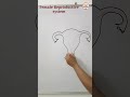 How to draw female reproductive system | Uterus drawing simple #shorts  #youtubeshort