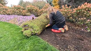 Rolling Up Annuals, Planting a Boxwood Hedge & Vine Crop Removal! 🥀🍂🌿