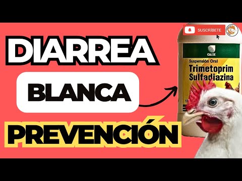 , title : '💪 Cura y Prevención de la Diarrea Blanca en los Pollos de Engorde 🐔'