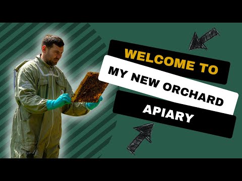 New Orchard Apiary - Only Moved 50m!