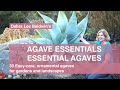 30 Easy Care Ornamental Agaves For Gardens