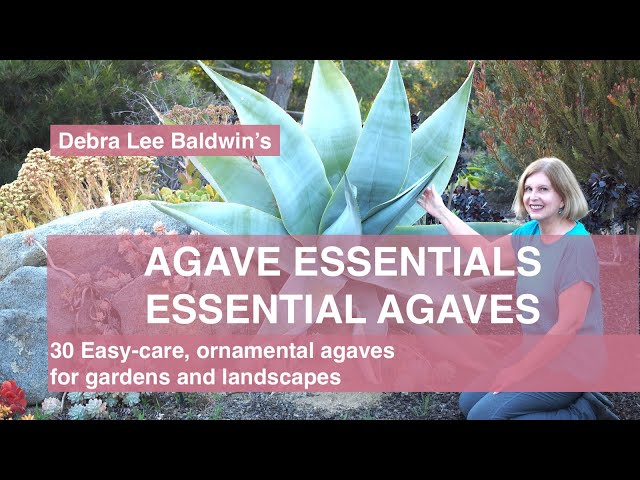 Video Pronunciation of agave in English