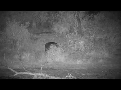 Djuma: Hippo out of water grazing-eventually goes back in dam - 02:50 - 07/17/21