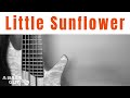 Little Sunflower Jack Casey Bass Guitar A Bass Guy Show