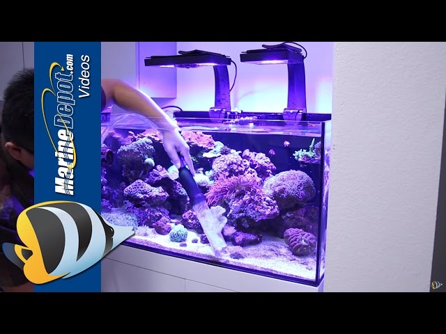 How to Restore a Neglected Reef Aquarium