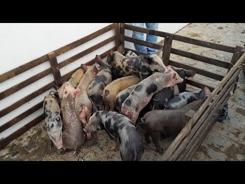 Suínos pra vender  na Feira de Porcos em Toritama Pernambuco 02/09/2026.