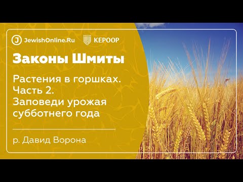 Законы шмиты. Урок 8: Растения в горшках. Часть 2. Заповеди урожая субботнего года