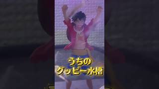 【アクアリウム】うちのグッピー水槽#shorts #funny #fyp #アクアリウム