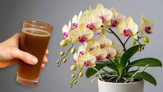 Only pour once! Orchids immediately bloom all year round in this easy way