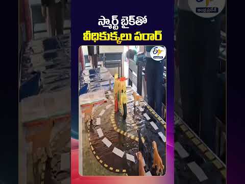 Street Dogs Run Away With Smart Bike