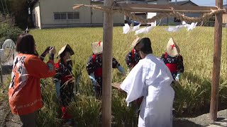 宮中行事｢新嘗祭｣に献上する福岡県産米｢元気つくし｣を刈り取り　福岡県大川市で