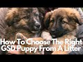what to look for when picking a german shepherd puppy