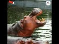 Hippo Hippopotamus Hippo Hippopotamus Animal Short Status Shorts Education Nature