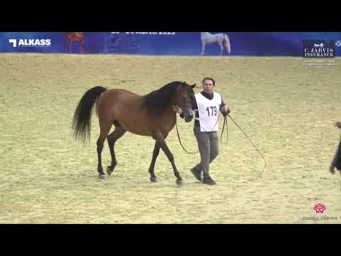 N 179 TAIAR AL SHAQAB   Qatar Peninsula AHS for Individual Owners 2023   Stallions 11+ Years Old Cla