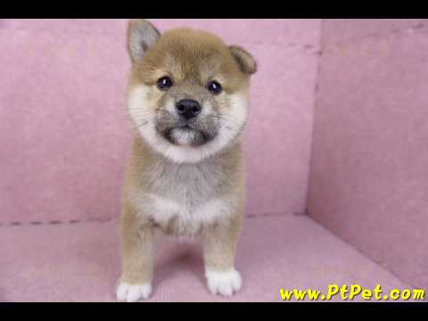 01/11赤色柴犬母幼犬4號(屏東九如)