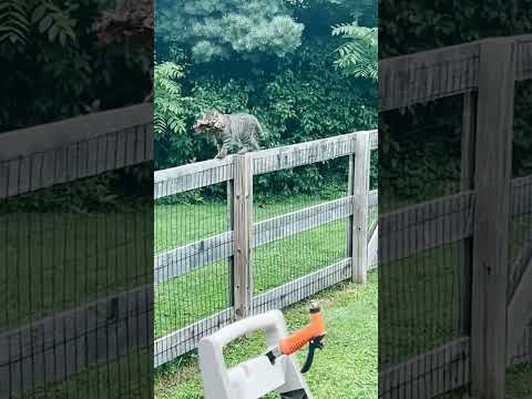 フルタイムの仕事です |ドードー