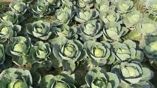 Download lagu Pan seeds Verity 11140 mp3 Download lagu Pan seeds Verity 11140 mp3