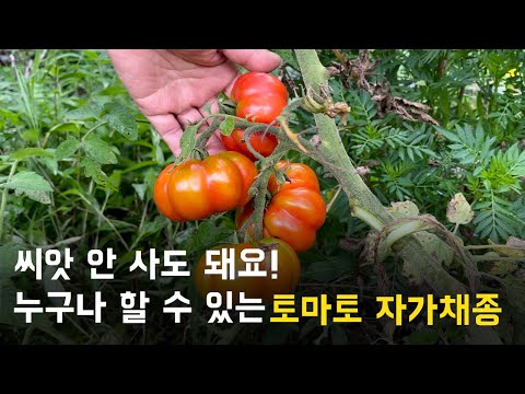 , title : '토마토 자가채종 하는 법 | 누구나 할 수 있어요 자가채종!'