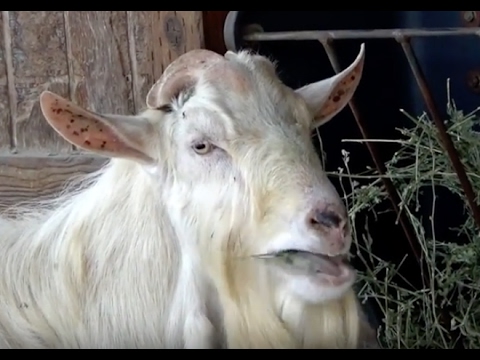 FARM ANIMALS & Their authentic SOUNDS (Part 10) Babies,  Toddlers, Preschooler, K-2