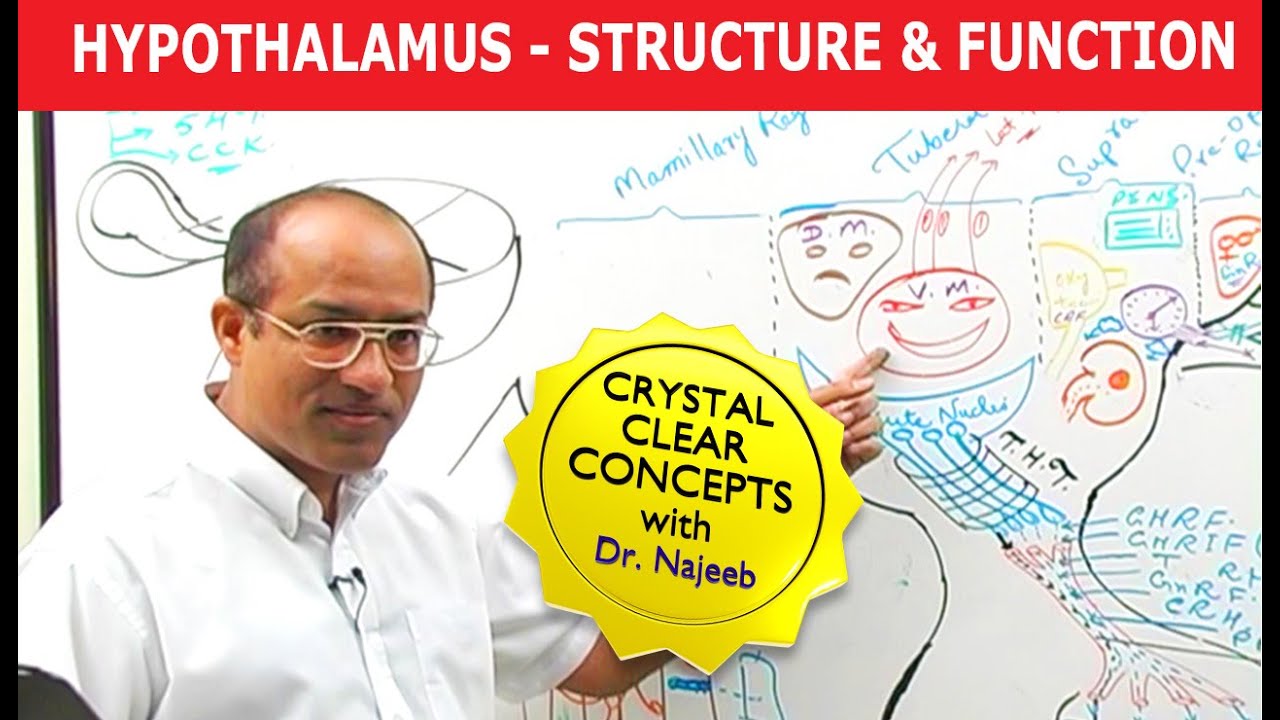Hypothalamus | Structure and Function | Neuroanatomy