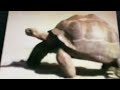 Sesame Street Animal Films The Turtle