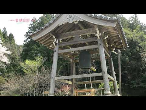 楊貴妃桜（福乗寺）