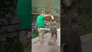 #leões  #cuidado #shorts