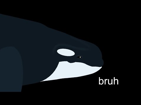 aircraft orca vs aircraft fin whale vs other aircraft sea creatures