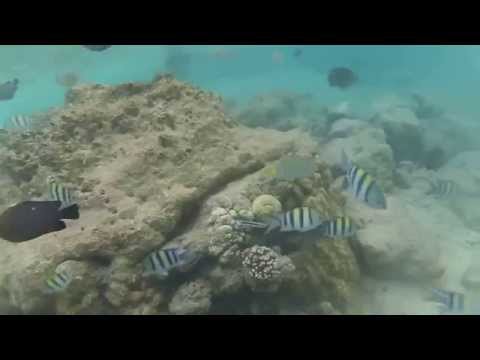 Snorkeling Pulau Rabiah, Sabang, Aceh