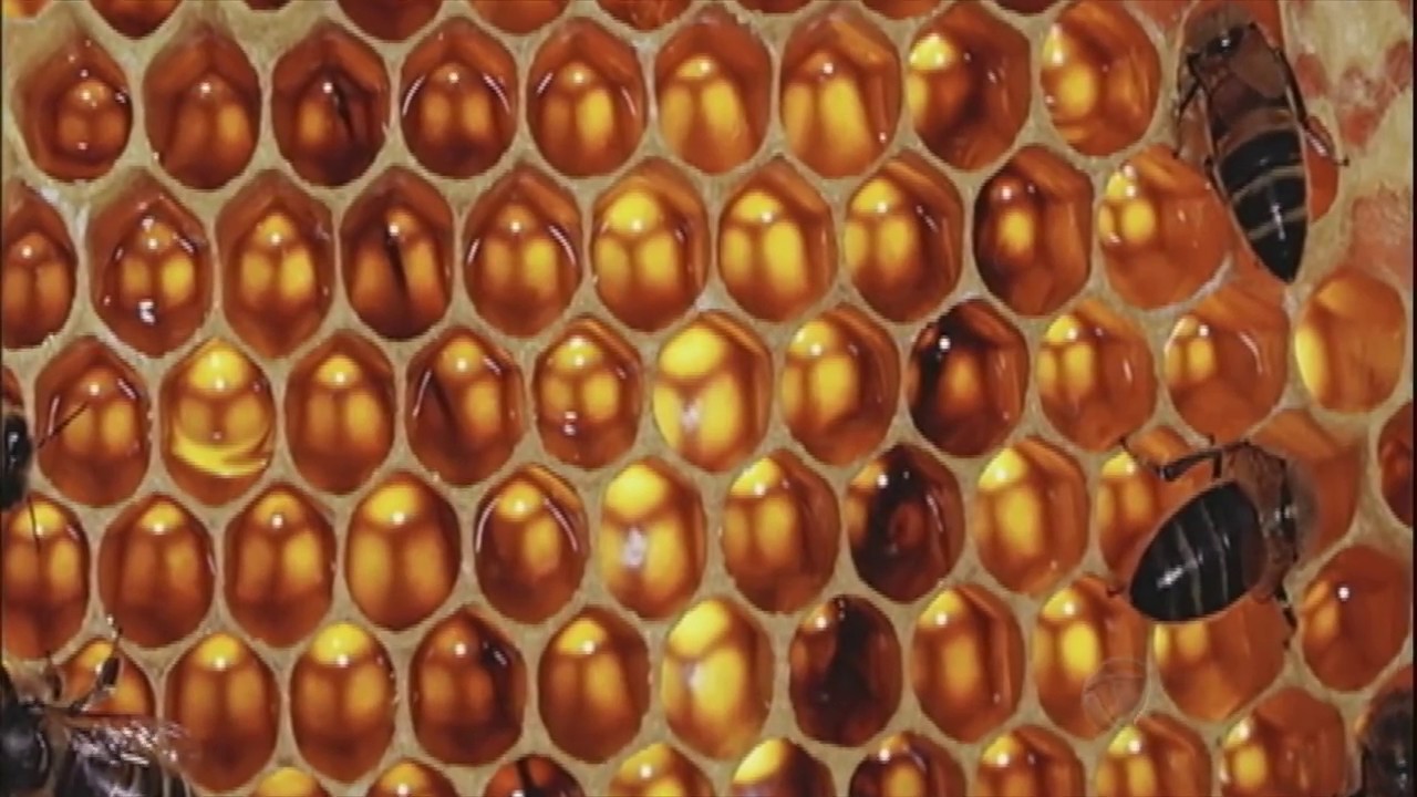 Conheça os mitos e verdades sobre o mel